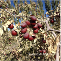 Fruits de jujube chinois avec de nouvelles dates de culture